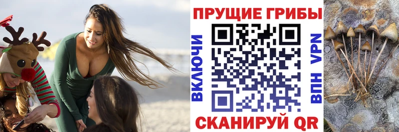 Галлюциногенные грибы MAGIC MUSHROOMS  где купить наркотик  Можайск 